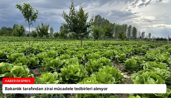 Bakanlık tarafından zirai mücadele tedbirleri alınıyor
