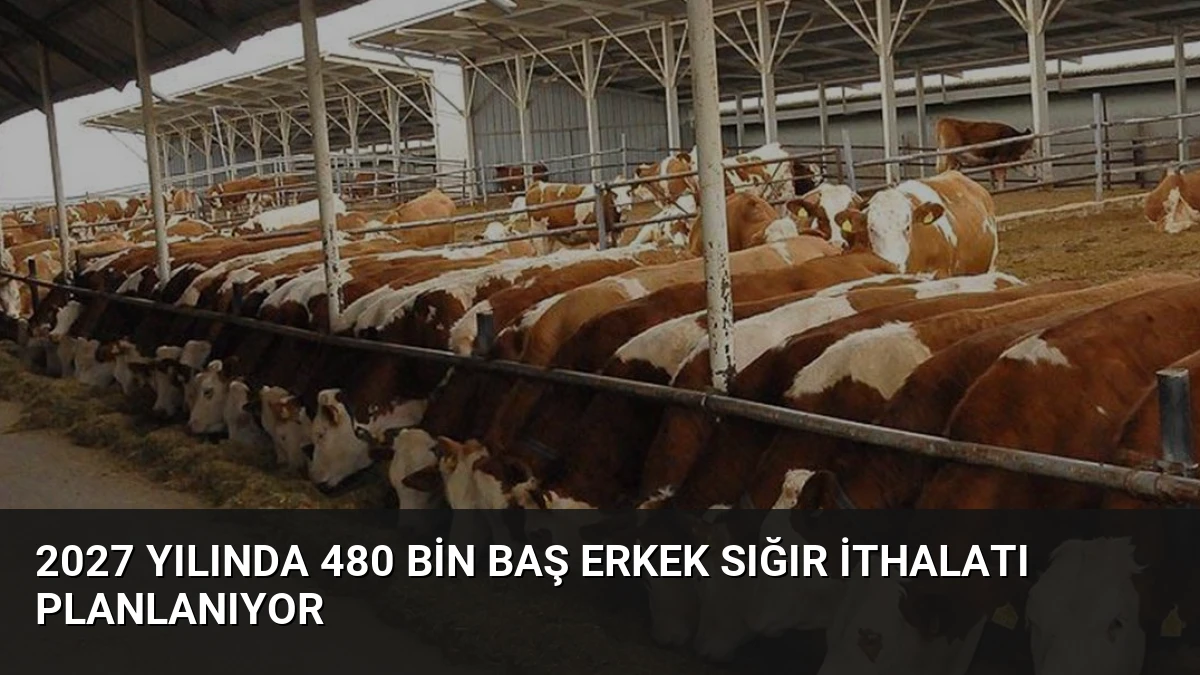 2027 Yılında 480 Bin Baş Erkek Sığır İthalatı Planlanıyor